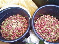 Ягодные места