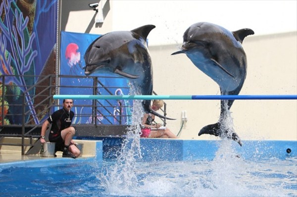 Представление