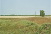 Поля Алтая