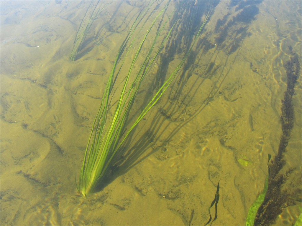 Какие водоросли образуют. Пресноводные водоросли. Водоросли в реке. Донные водоросли.