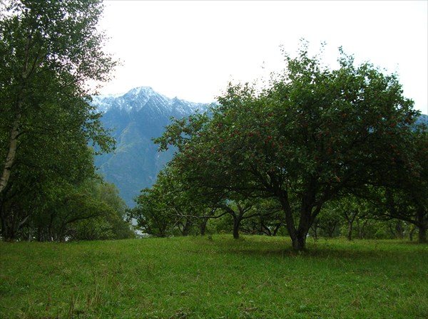 Райские места. Кордон Беле. Заросли яблонь.