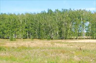 Фото 14. Болота и  перелески