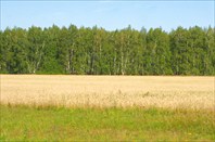 Фото 13. Поля и луга