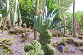 разнообразие кактусов в ботаническом саду