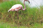 фламинго