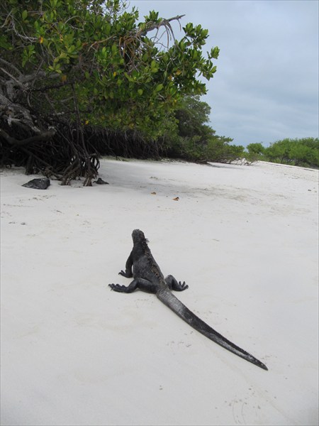 игуаны на пляже тортуга бей