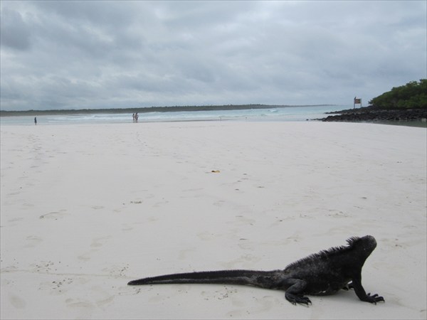 игуаны на пляже Тортуга бей