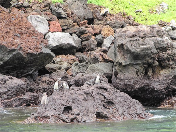 пингвины на островке