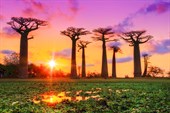 Baobab-trees