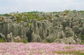 Каменный Лес и цветы