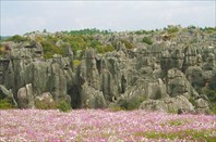 Каменный Лес и цветы-Каменный Лес в нацпарке Шилинь