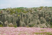 Каменный Лес и цветы