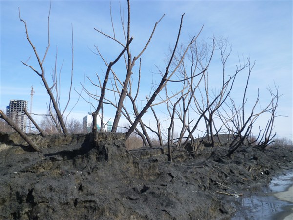 Мертвый лес Барнаула