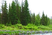 Каменистый бережок