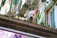 Веселая собака на балконе, играющая с туристами
