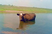 Корова в реке
