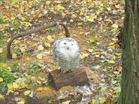 Полярная сова