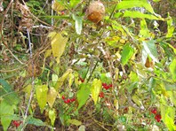 Бешеный огурец