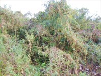 Берег бешеных огурцов