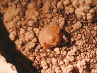 Раскристализованная виноградная улитка-пещера Разбойника Чаха