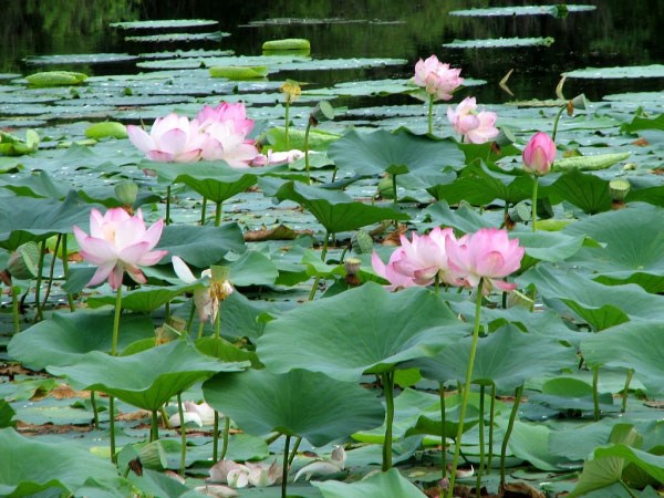озеро Цветочное