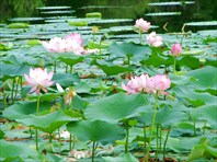 озеро Цветочное-озеро Цветочное