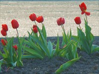 Первые тюльпаны-город Усть-Каменогорск