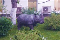 Носорог у филиала МГАВМИБ