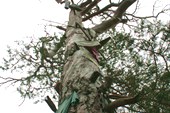 Памятное Дерево о корней до макушки увешано всякой всячиной