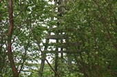 Триангуляционный столб зарос лесом