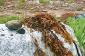 Фукус (водоросль Белого моря)
