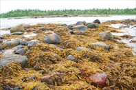 Буро-желтые водоросли (фукус)