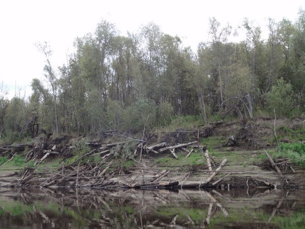 Топляк на берегу.