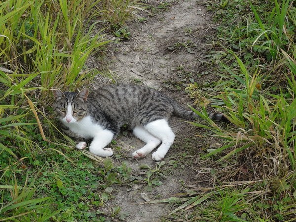 Сторожевая кошка.