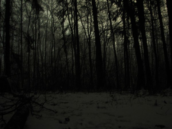 Ночью в лесу