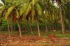на фото: Кокосовые плантации на Сумбаве