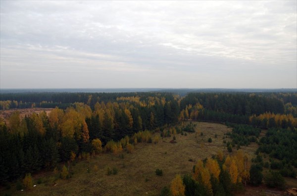 Лиственных деревьев меньшинство