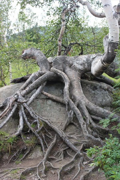 Дерево на камне