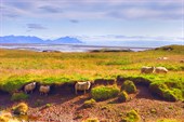 Исландские овечки
