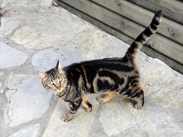 Турецкий котяра
