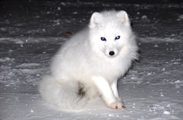 Нахальный снежный пес.