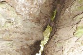 Карстовая щель.
