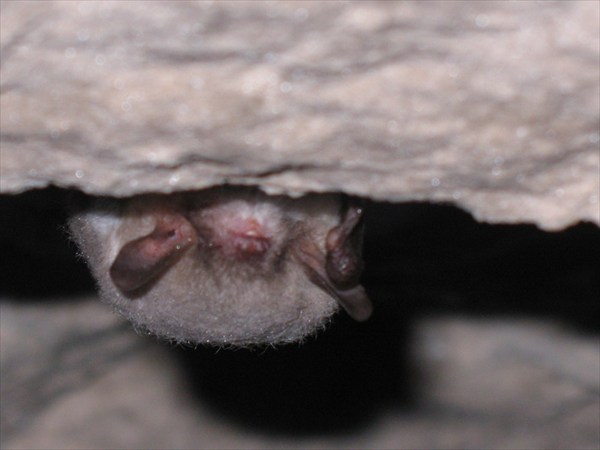 bat