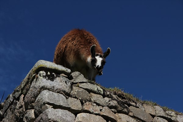Лама в Мачу-Пикчу
