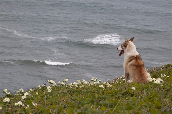 Собака и море