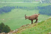 На крутых обрывах чувствуют себя как дома