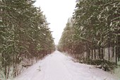 Старая ветка железной дороги под лыжнёй