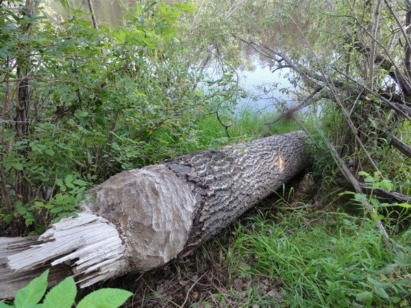Бобры  срезают дерево как пилой.
