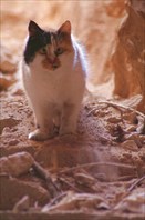 Сумасшедший кот обитатель пещеры Эфка