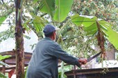 Работник срезает мачете старые листья пальмы